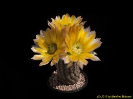 Echinocereus ctenoides Niess112 602